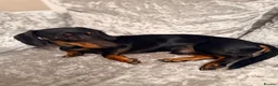 Dachshund dogs for sale: Dachshund 1 year 10 months Male  in Witham - Advert 1