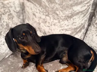 Dachshund dogs Dachshund 1 year 10 months Male - Advert 1