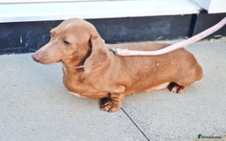 Dachshund dogs for sale: BLUE DAPPLE FEMALE AVAILABLE READY NOW  - Image 7