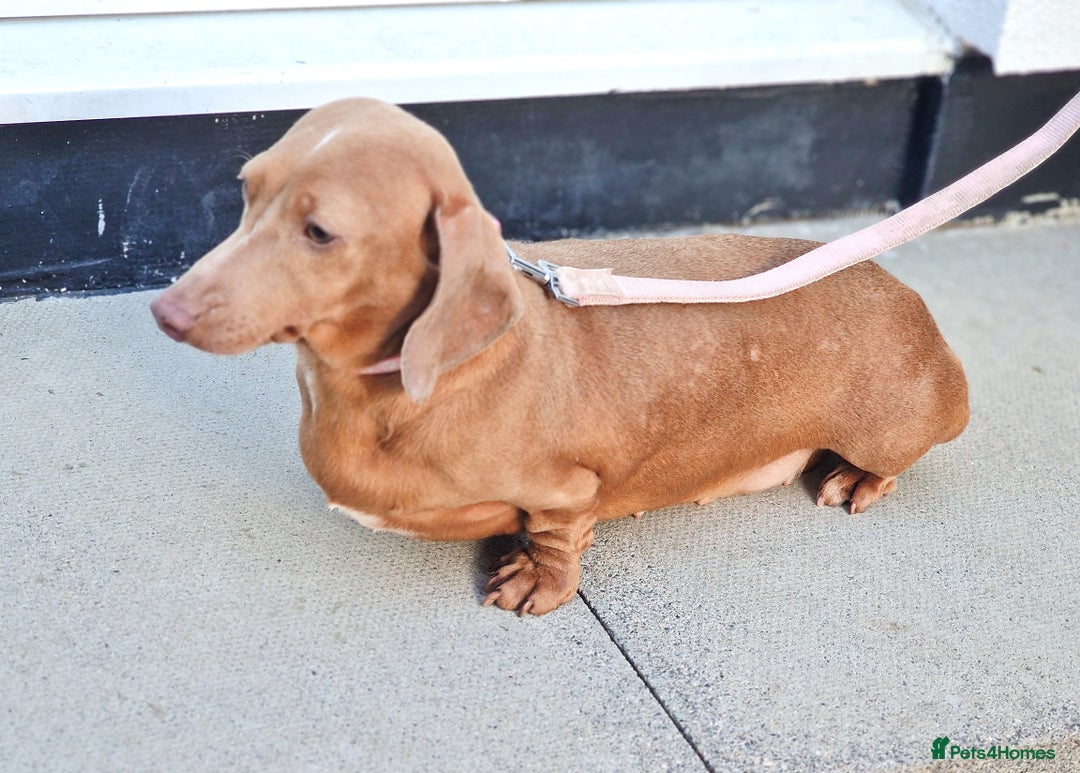 Dachshund dogs for sale: BLUE DAPPLE FEMALE AVAILABLE READY NOW  - Image 7