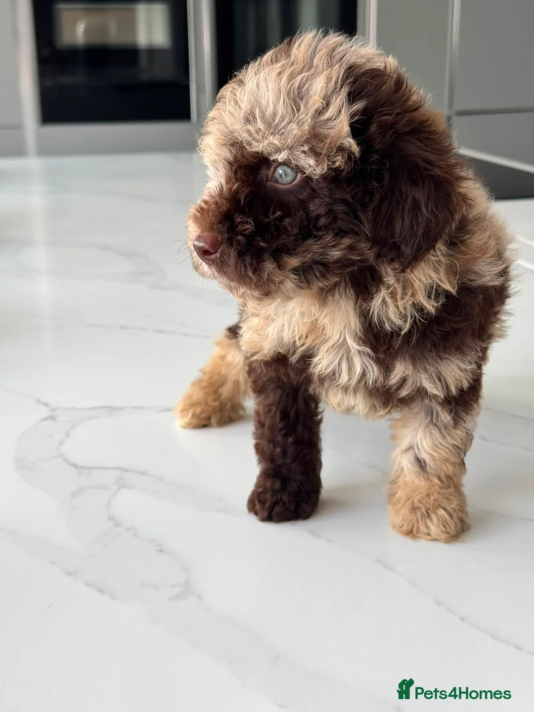 Cockapoo dogs for sale: Beautiful chocolate box cockapoo litter  - Advert 1
