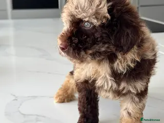 Cockapoo dogs READY NOW Beautiful chocolate box cockapoo litter - Advert 2
