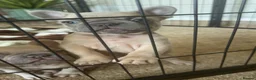 French Bulldog dogs for sale: French bulldog puppies x3 (2male/1female) - Advert 2