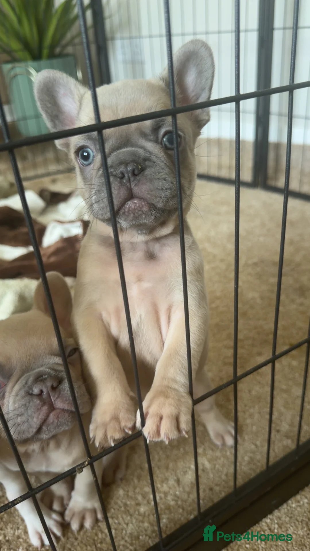 French Bulldog dogs for sale: French bulldog puppies x3 (2male/1female) - Advert 2