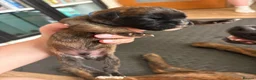 Boxer dogs for sale: KC Boxer Puppies  – 1 Week Old - Advert 35