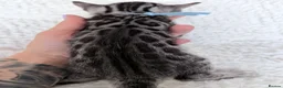 Bengal cats for sale: Exceptional Silver Bengal Kittens in Basingstoke - Advert 9