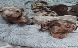 Miniature Dachshund dogs for sale: KC, PRA, STUNNING LITTER MIN,DASH😍 - Image 16