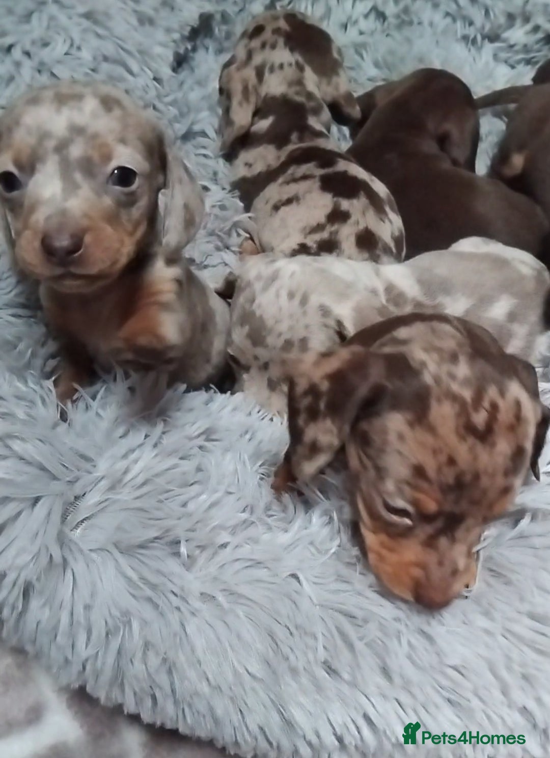 Miniature Dachshund dogs for sale: KC, PRA, STUNNING LITTER MIN,DASH😍 - Image 16