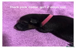 German Shepherd dogs for sale: German shepherd puppies  - Image 8