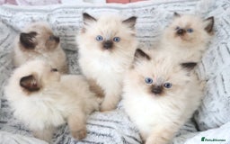 Ragdoll cats for sale: INDOOR FULL PEDIGREE RAGDOLL KITTENS - Image 19