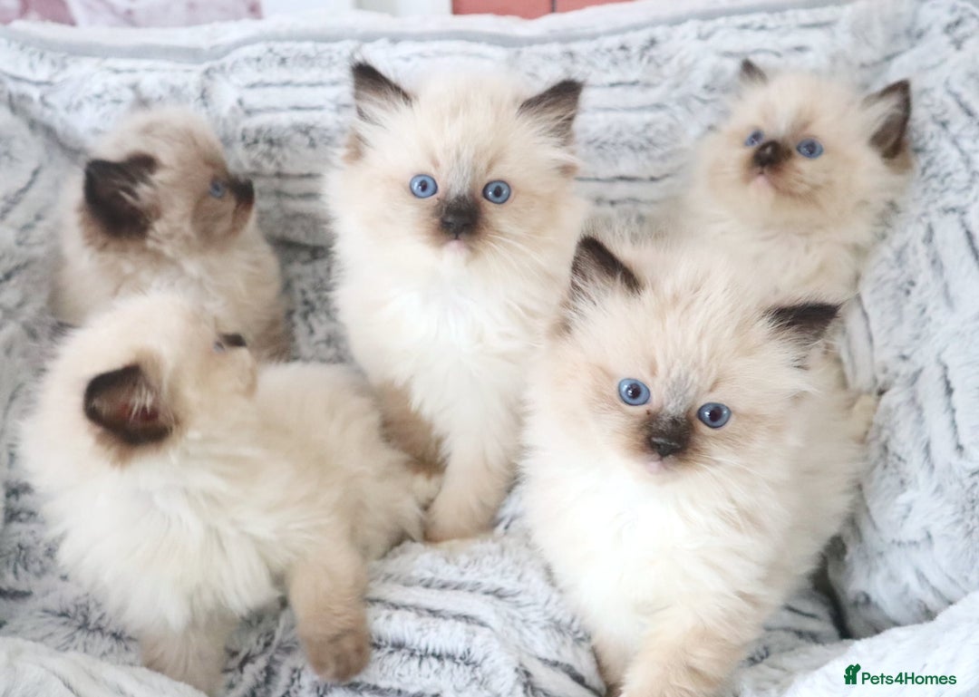 Ragdoll cats for sale: INDOOR FULL PEDIGREE RAGDOLL KITTENS - Image 19