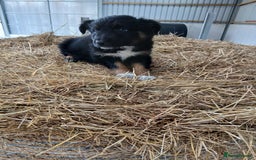 Border Collie dogs for sale: Beautiful long hair puppies  - Image 8
