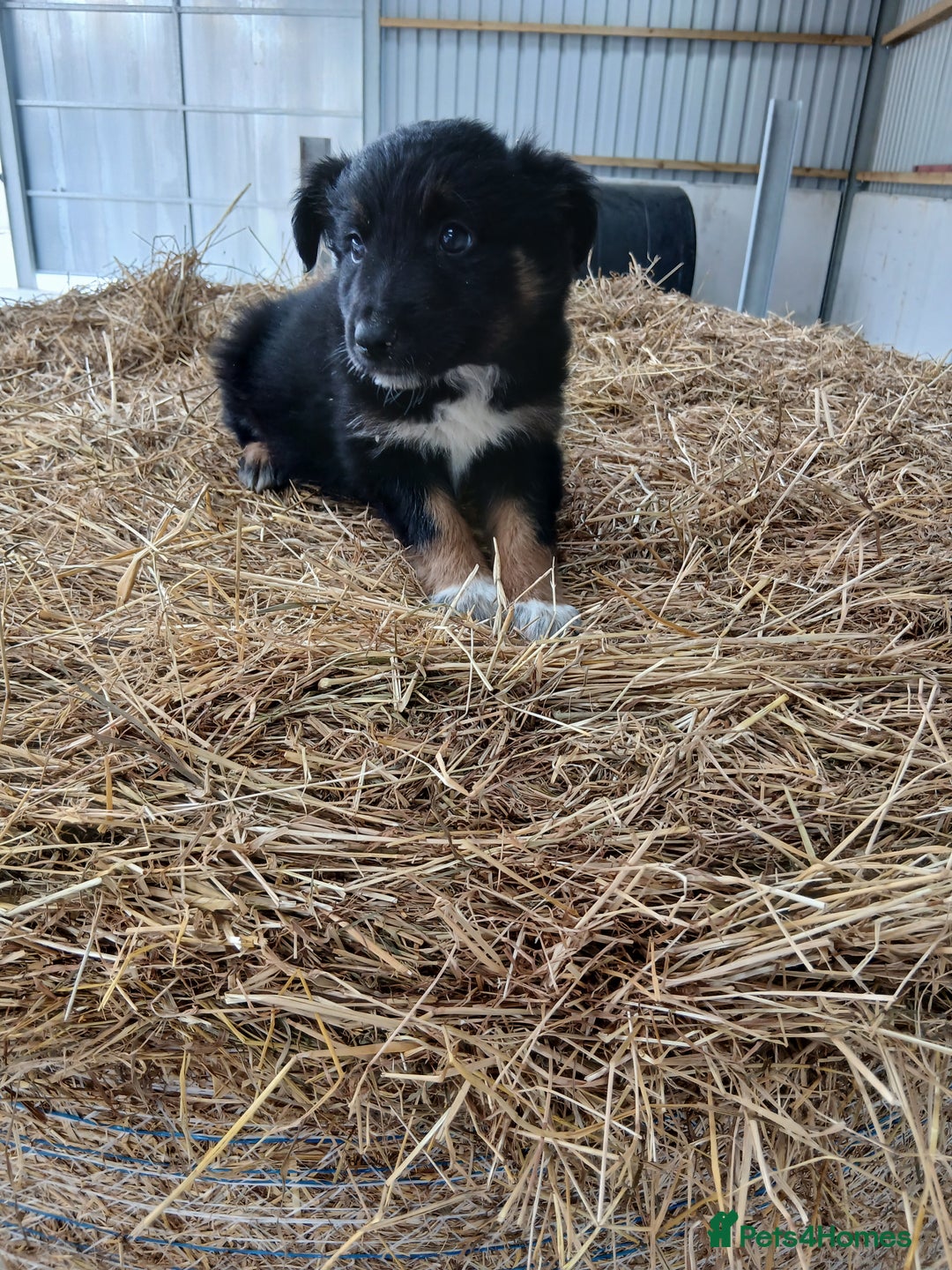 Border Collie dogs for sale: Beautiful long hair puppies  - Image 8