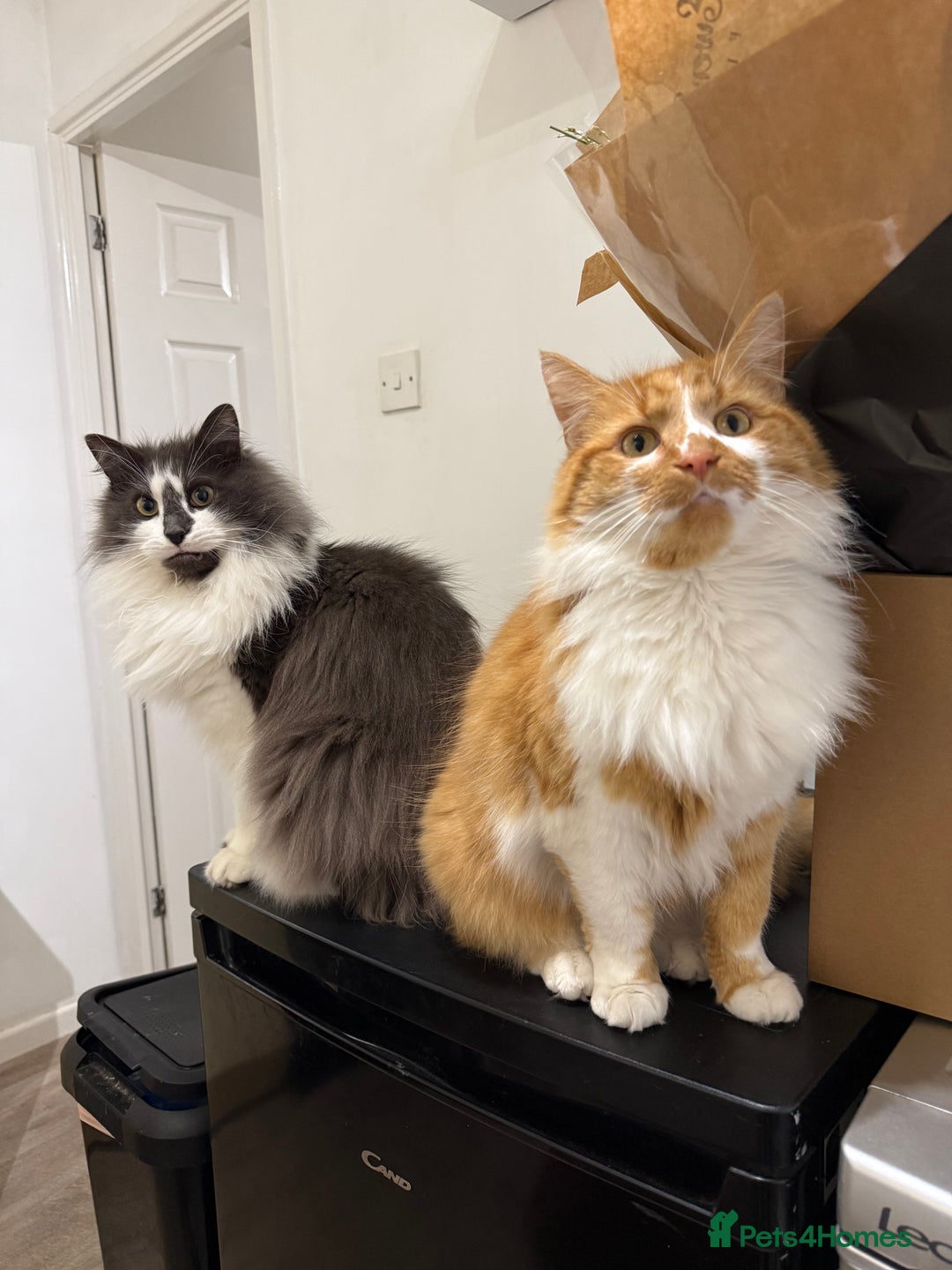 Mixed Breed cats for sale: Reluctant Home- 2 Male cats - Advert 1