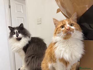 Mixed Breed cats Reluctant Home- 2 Male cats - Advert 3