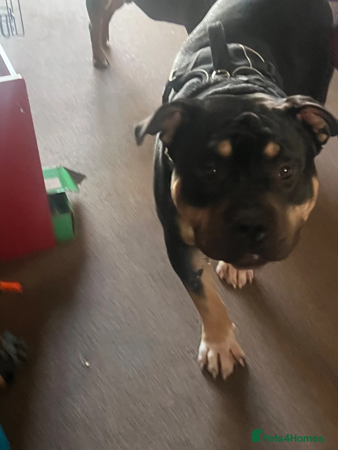 American Bully dogs for sale: Male dog for rehoming  in Newark - Advert 2