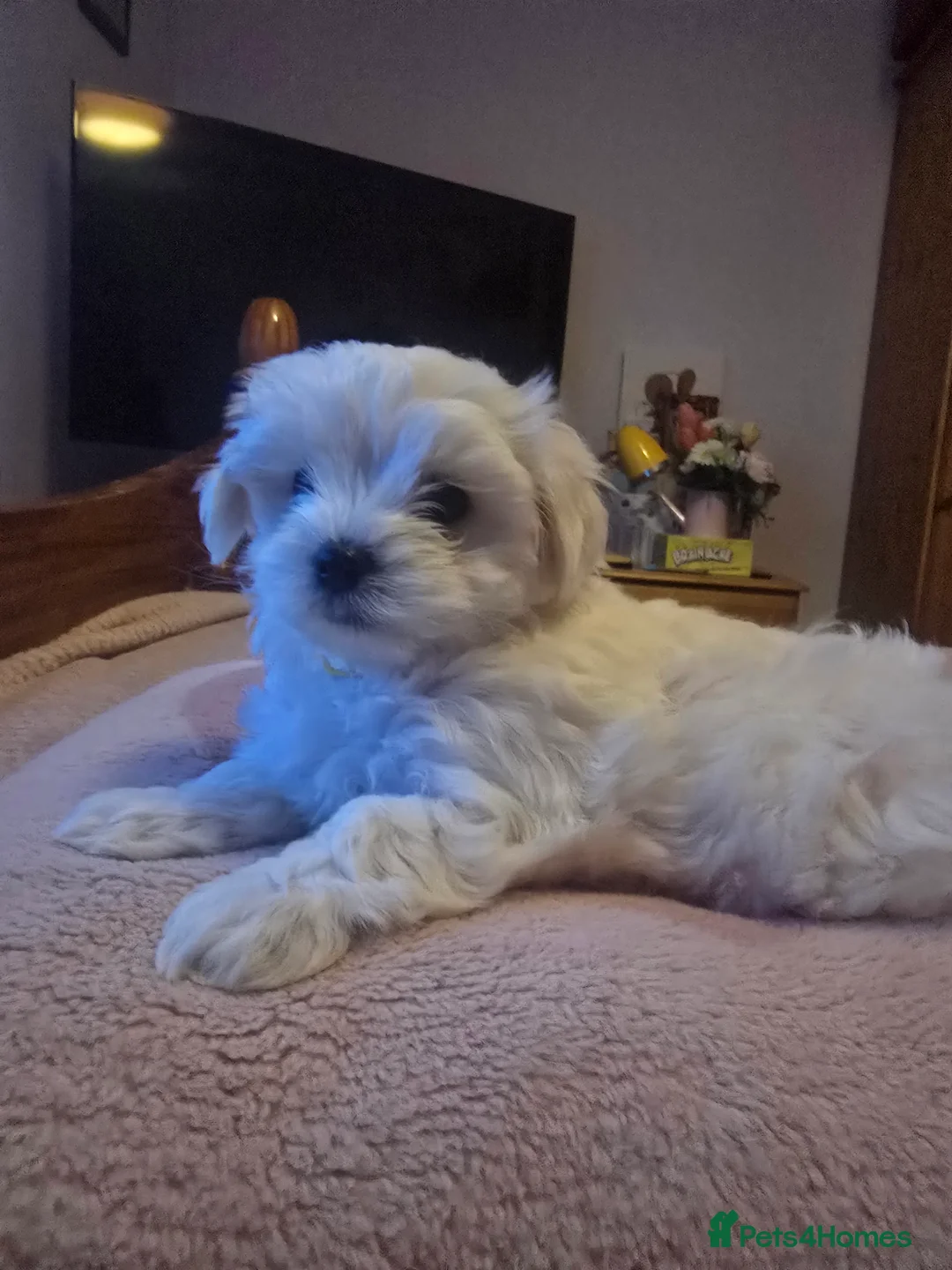 Maltese dogs for sale: 3 fluffy and lovely maltese girls for sale - Advert 6