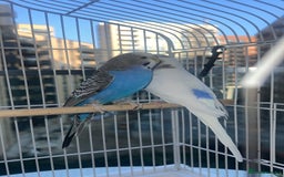 Budgerigars birds for sale: Birds - Image 2
