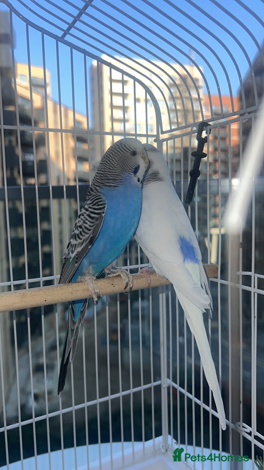 Budgerigars birds for sale: Birds - Image 2