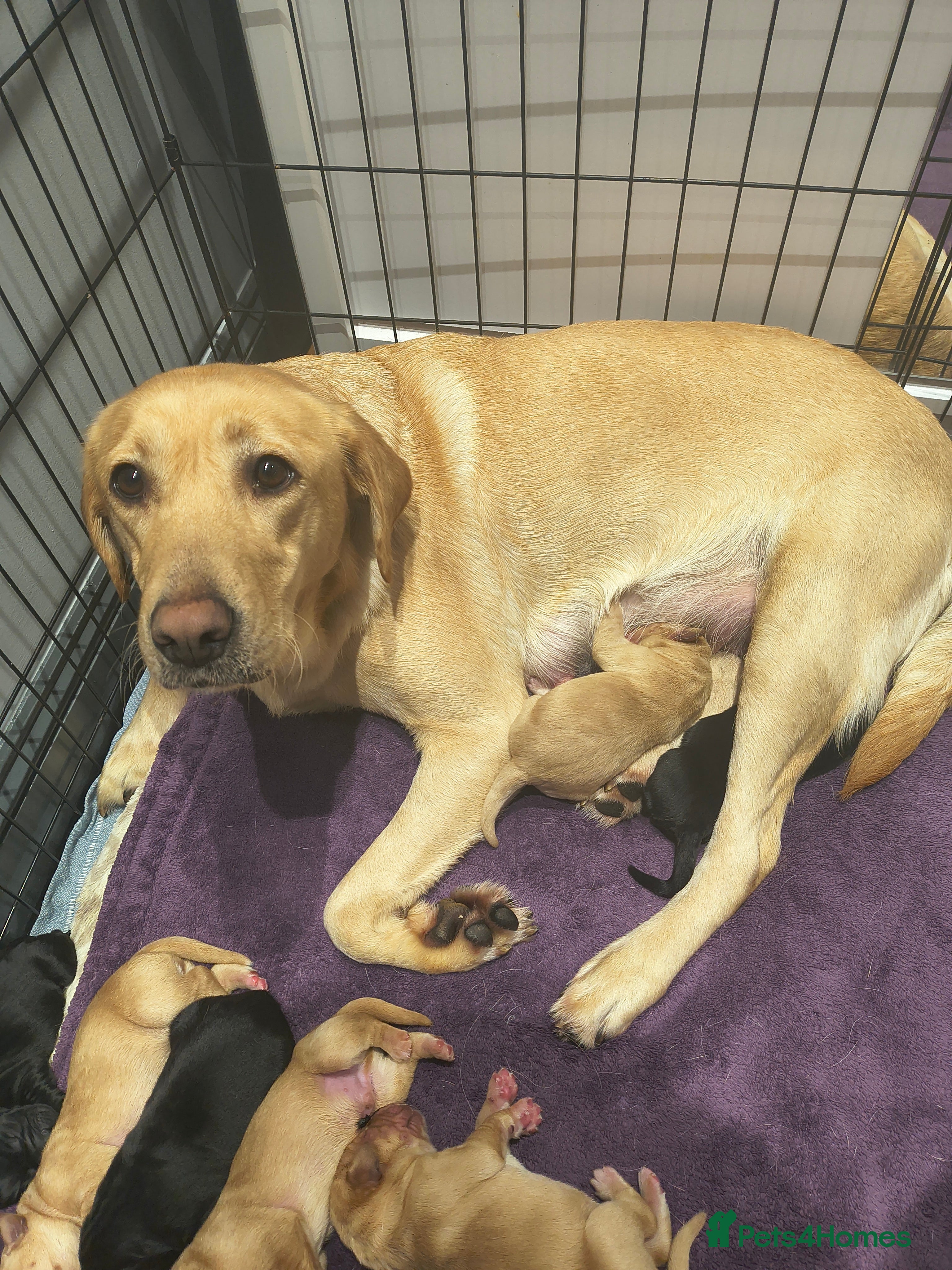 Labrador Retriever dogs Labrador  - Advert 1