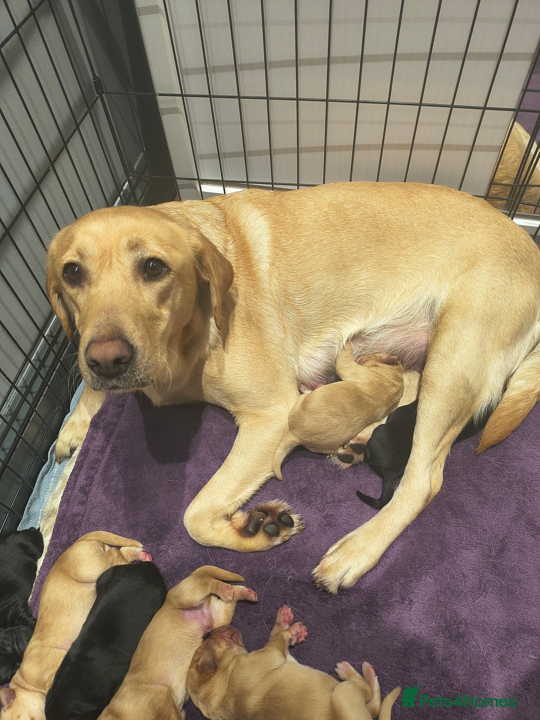 Labrador Retriever dogs for sale: Labrador  - Advert 1