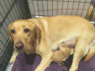 Labrador Retriever dogs Labrador - Advert 1