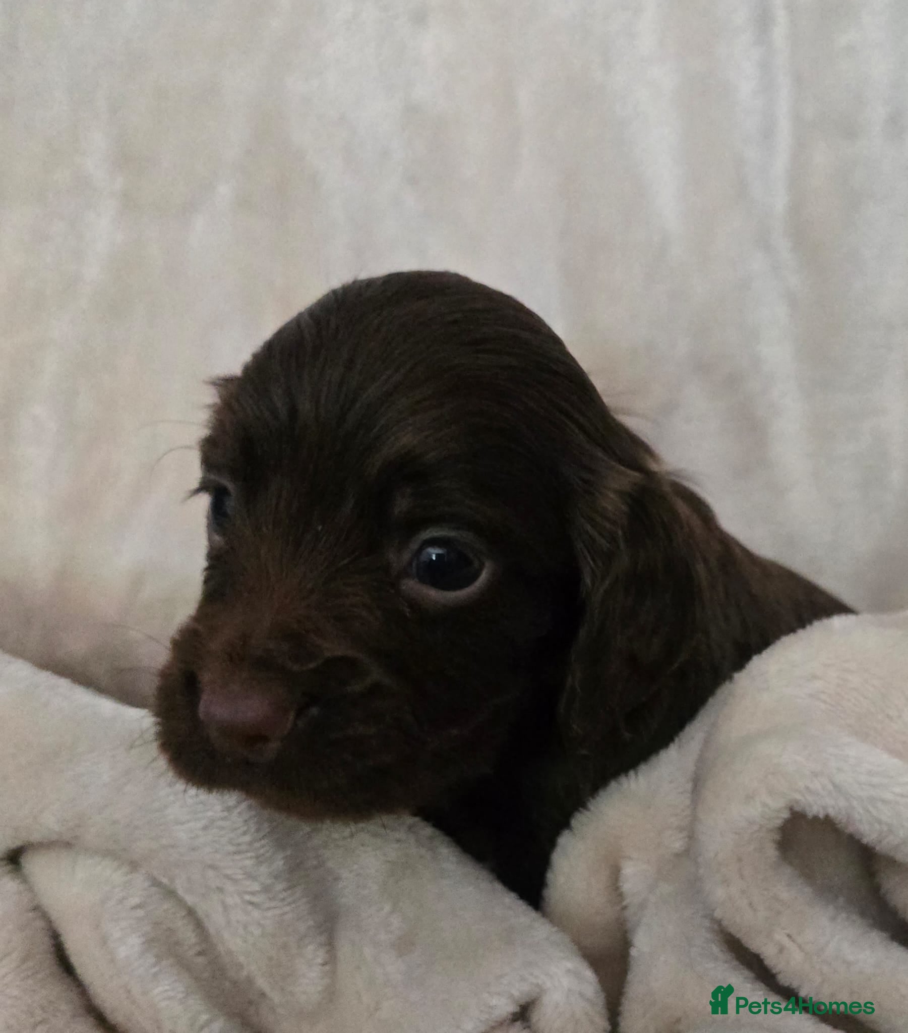 Cocker Spaniel dogs Beautiful Cocker Spaniel pups  - Advert 3