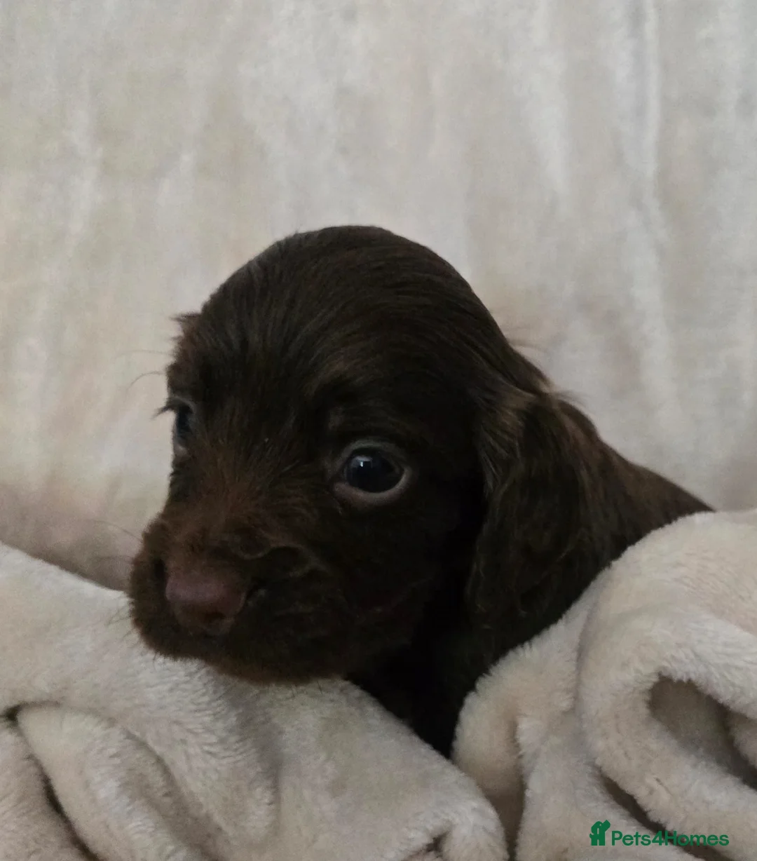 Cocker Spaniel dogs for sale: Beautiful Cocker Spaniel pups  - Advert 1