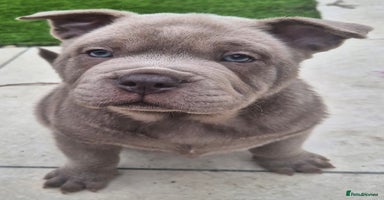 Mixed Breed dogs - Advert 14
