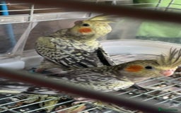 Cockatiels birds for sale: Baby cockatiel for sale mixed prices  - Image 19