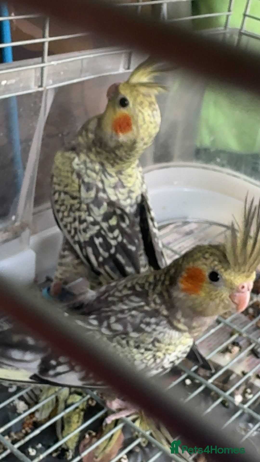 Cockatiels birds for sale: Baby cockatiel for sale mixed prices  - Image 19