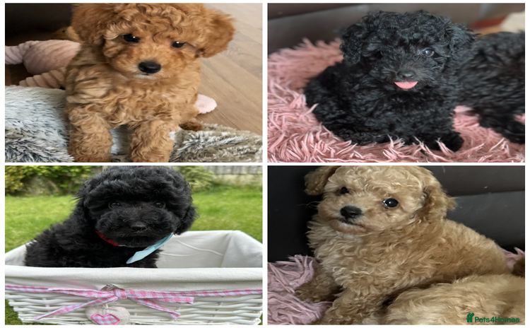 Toy Poodle dogs - Advert 3