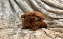 Toy Poodle dogs for sale: 2 Red Toy Poodles Available NOW! - Image 5