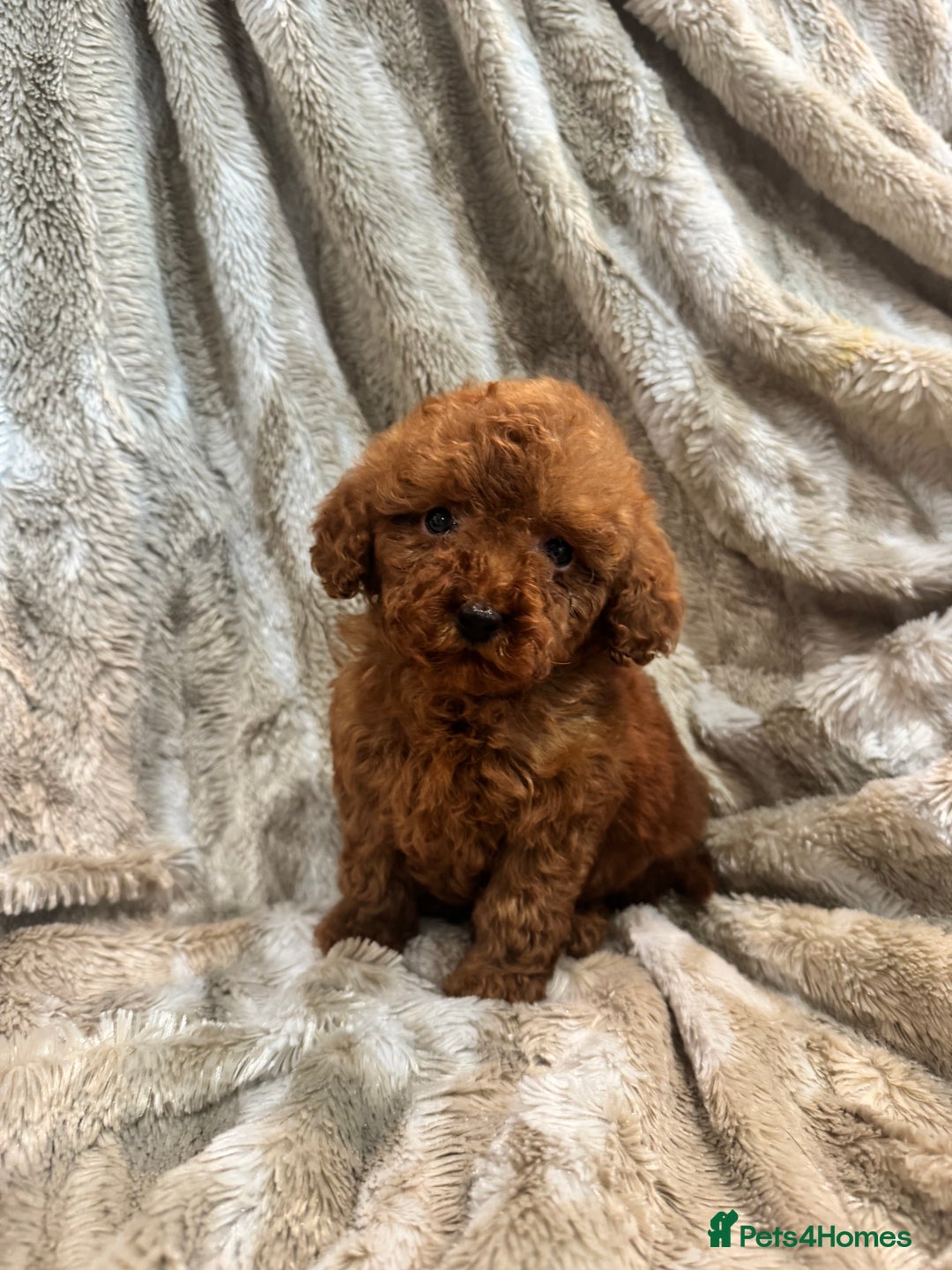 Toy Poodle dogs for sale: 2 Red Toy Poodles Available NOW! - Image 5
