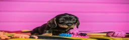 Dachshund dogs for sale: Outstanding Standard Wire-haired Dachshund Puppies - Advert 2