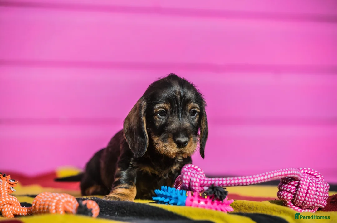 Dachshund dogs for sale: Outstanding Standard Wire-haired Dachshund Puppies - Advert 2