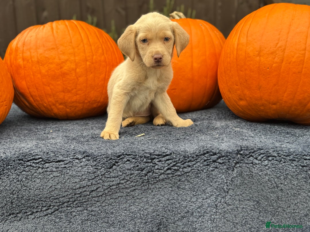 Labrador Retriever dogs for sale: stunning Lab Puppies Rare Colours & Family Raised - Image 14