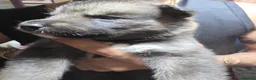 Shepsky dogs for sale: 9 shepsky puppies  - Advert 12
