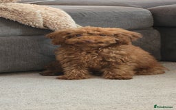 Toy Poodle dogs for sale: Toy Poodle Female 5 Months Old - Image 1