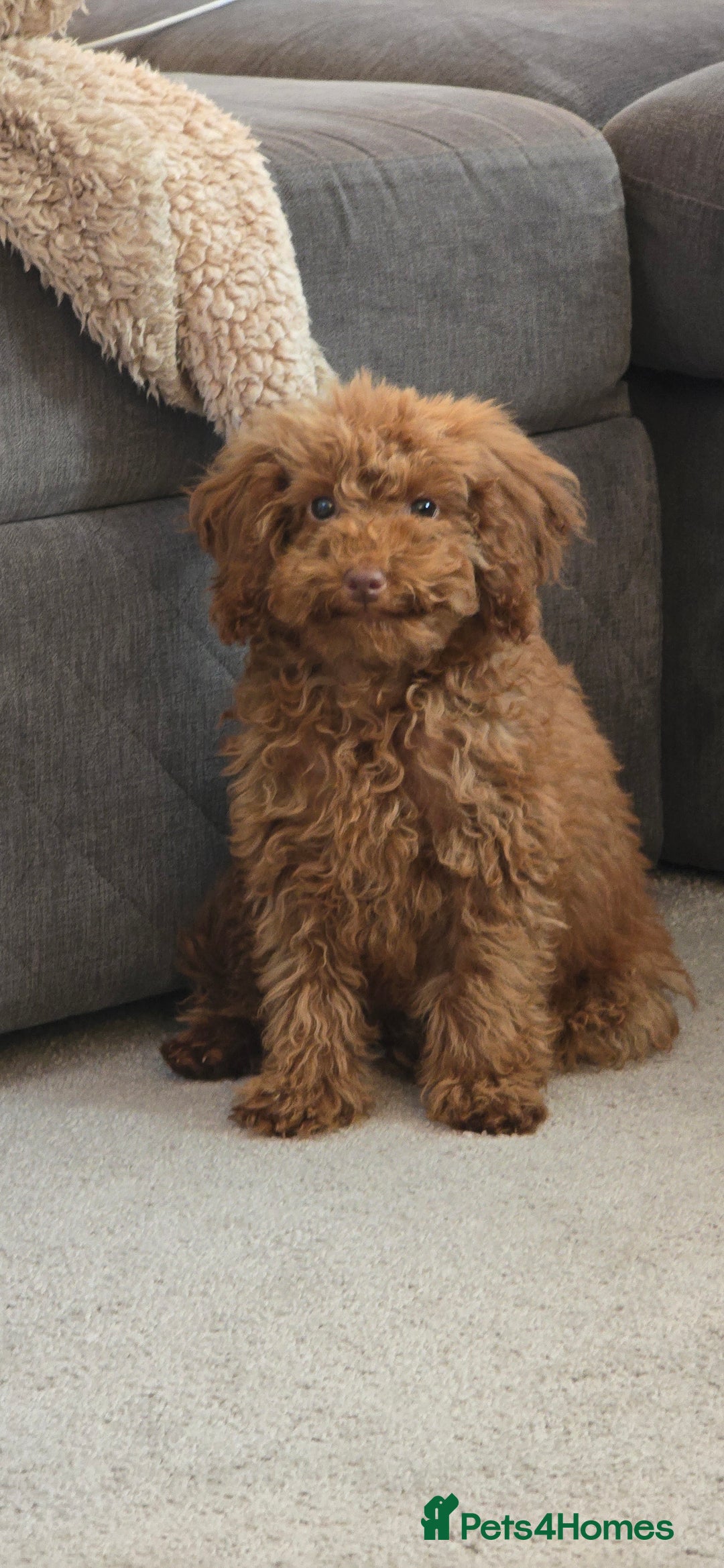 Toy Poodle dogs for sale: Toy Poodle Female 5 Months Old - Image 1
