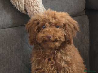 Toy Poodle dogs for sale - Advert 1