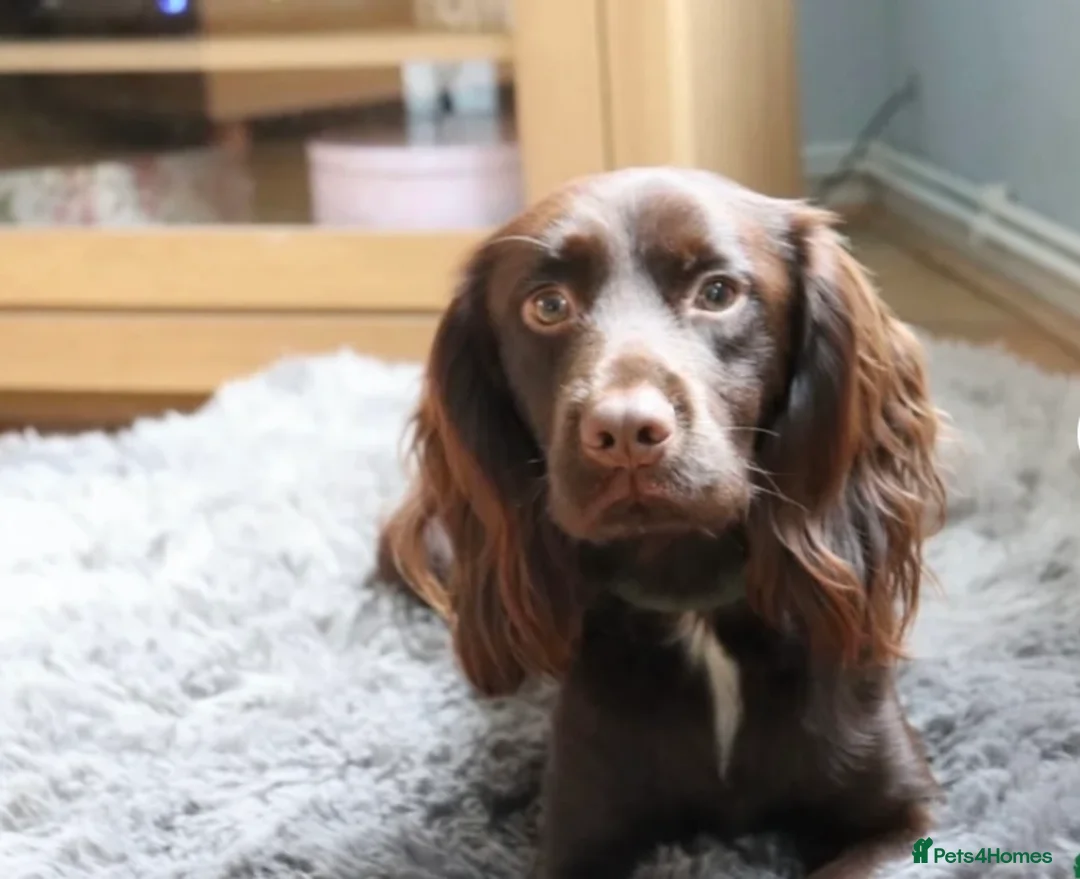 Cocker Spaniel dogs for stud: Proven KC registered cocker for stud - Advert 3