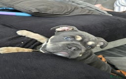 Olde English Bulldogge dogs for sale: nebbr olde english bull dogs  in Sevenoaks - Image 3