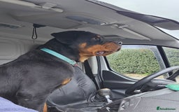 Rottweiler dogs for sale: Old fashioned big rottweiler pups  - Image 7
