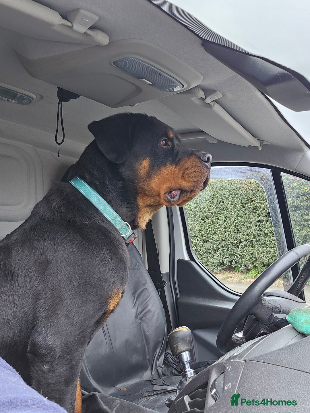 Rottweiler dogs for sale: Old fashioned big rottweiler pups  - Image 7