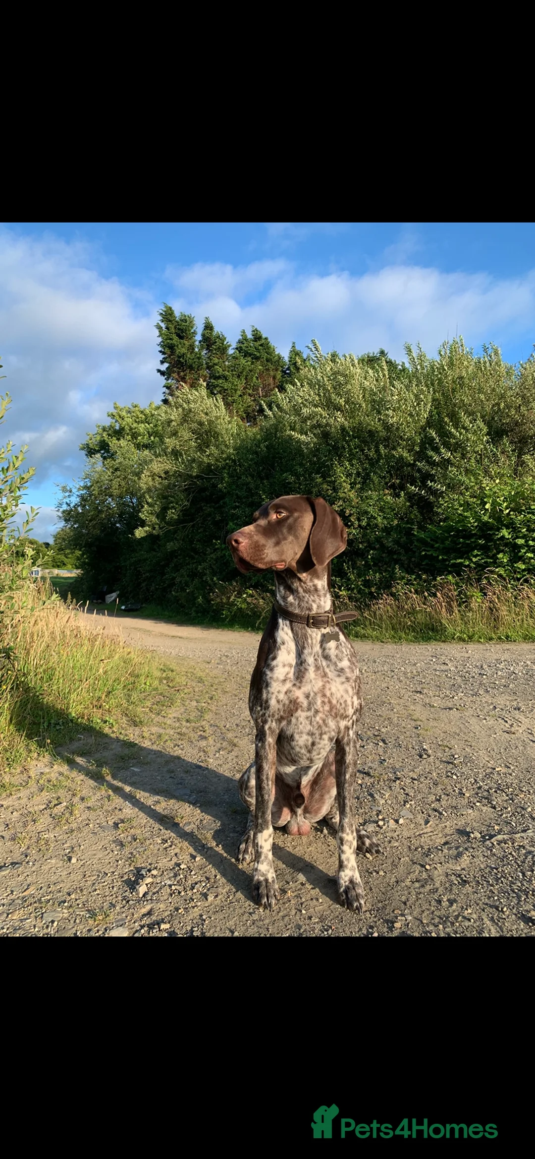 German Shorthaired Pointer dogs for stud: KC registered GSP for stud - Advert 8