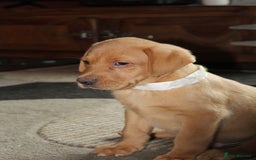 Labrador Retriever dogs for sale: Labrador Pupsfor Sale – Yellow, Chocolate, Black  - Image 29