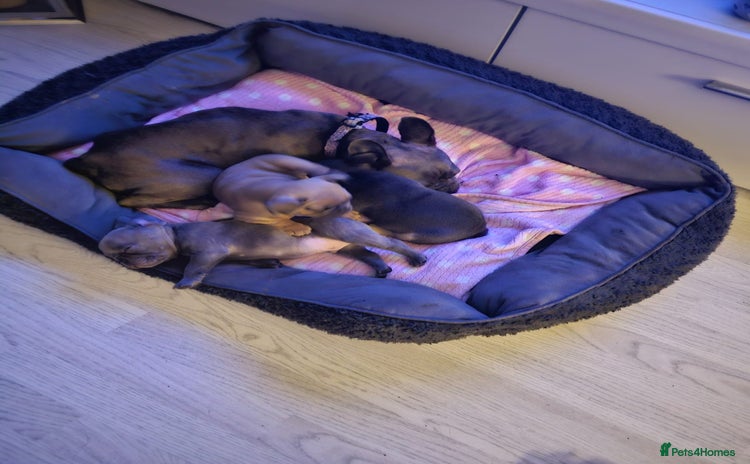 French Bulldog dogs - Advert 9