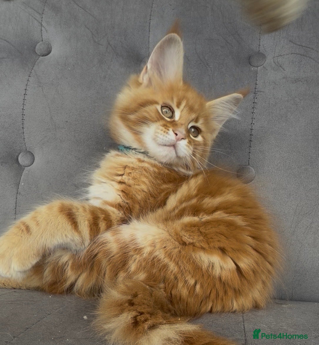 Maine Coon cats First kittens of GCCF Maine coon Champ for sale  - Advert 1