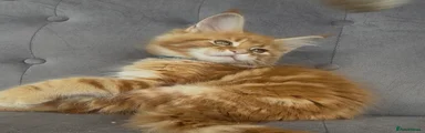 Maine Coon Kitten 5